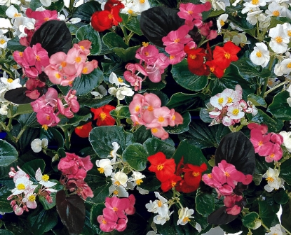 Picture of Begonia - Inferno Mix Pellets F1